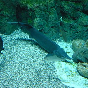 Sturgeon