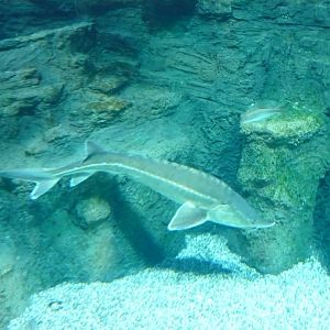 Sturgeon