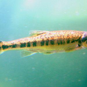 European minnow (sun bear pond); Colchester; 8th July 2017