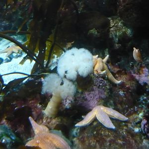 Plumose anemones (Metridium sp.) and seastars