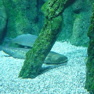 Carp and Wels catfish