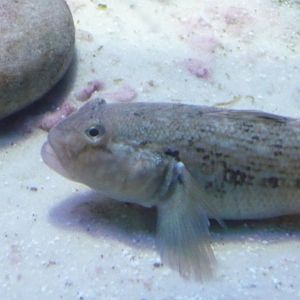 Round goby