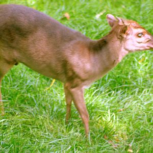 Blue duiker; Colchester; 8th July 2017