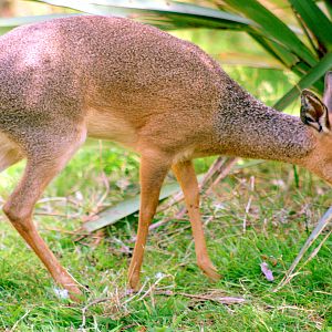 Kirk's dik-dik; Colchester; 8th July 2017