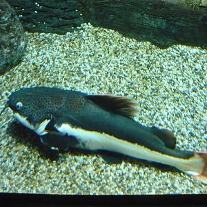 Redtail catfish