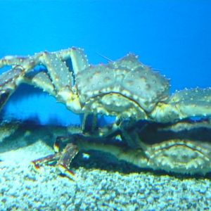 Kamchatka crabs