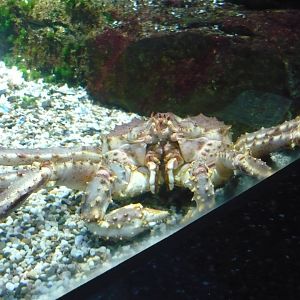 Kamchatka crab