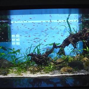 Tropical Asian freshwater tank