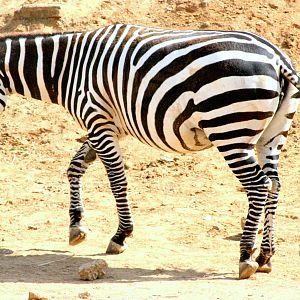 Maneless zebra; Colchester; 8th July 2017