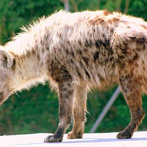 Spotted hyaena; Colchester; 8th July 2017