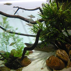 Tropical Asian freshwater tank