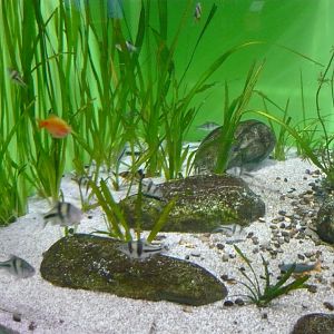 Tropical Asian freshwater tank