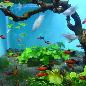 Live-bearers and Gouramis