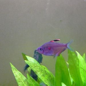 Bleeding heart tetra