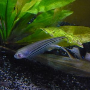 Glass knifefish
