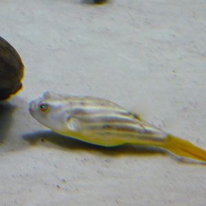 Fahaka pufferfish
