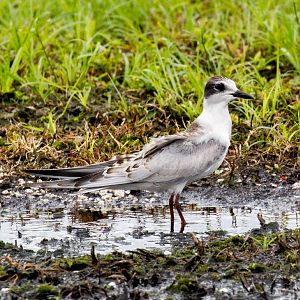 Whiskered Tern juvenile