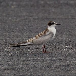 Whiskered Tern juvenile