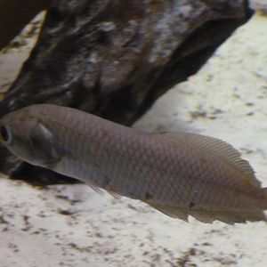 African arowana