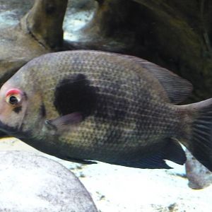 Damba mipentina (Paretroplus maculatus)