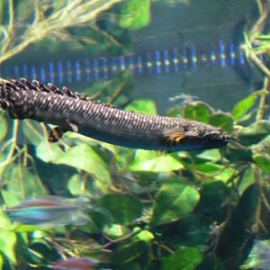 Ornate bichir