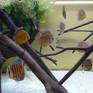 Discus tank