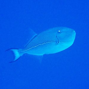 Blueline Triggerfish