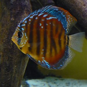 Brown discus