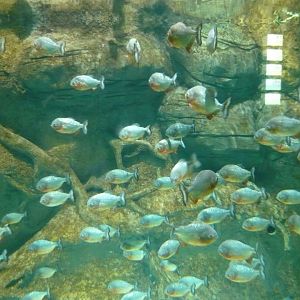 Red-bellied piranhas