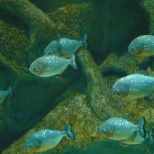 Red-bellied piranhas