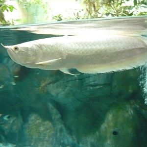 Arowana