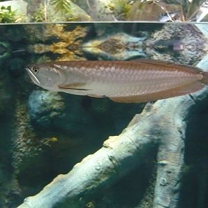 Arowana