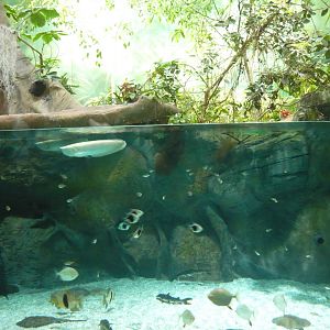 South American freshwater tank