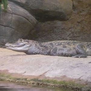 Spectacled caiman