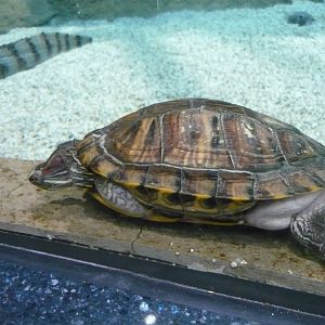 Red-eared slider