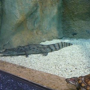 Spectacled caiman and Red-eared slider