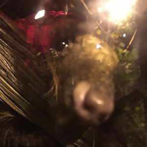 Curious Tree Pangolin