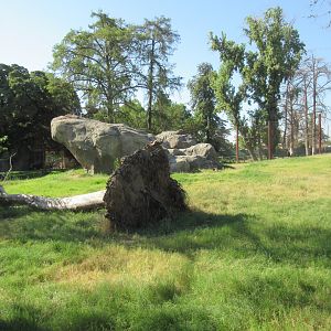 African Adventure - Outstanding Lion Habitat