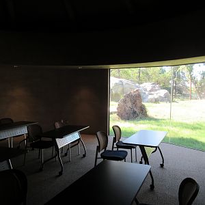 African Adventure - Lion Exhibit View (from classroom/rental space)
