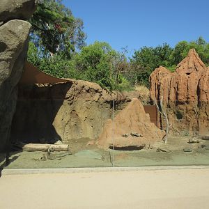 African Adventure - Meerkat Exhibit