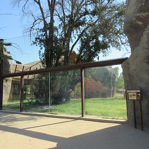 African Adventure - Outstanding Lion Exhibit