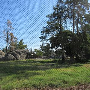 African Adventure - Outstanding Lion Exhibit