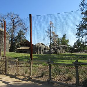African Adventure - Outstanding Lion Exhibit