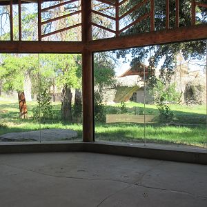 African Adventure - Outstanding Lion Exhibit