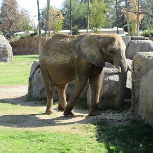African Adventure - African Elephant