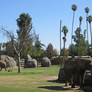 African Adventure - African Elephant  Exhibit
