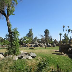 African Adventure - African Elephant  Exhibit