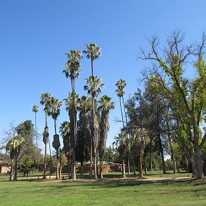 African Adventure - African Elephant  Exhibit