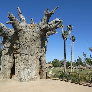 African Adventure - African Elephant  Exhibit