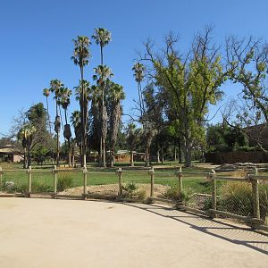 African Adventure - African Elephant  Exhibit